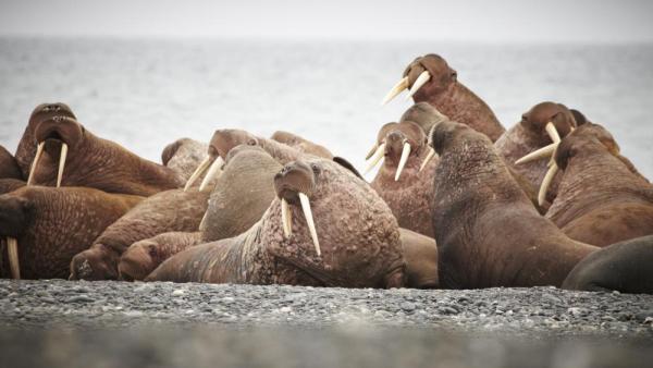 Walrus colony on Wrangel Island