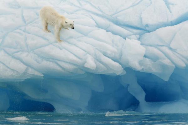Polar bear balances on the ice