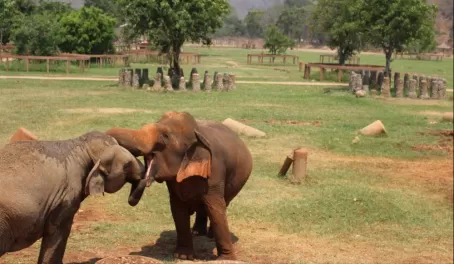 Elephant Nature Park snuggles