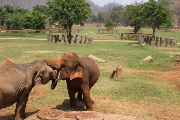 Elephant Nature Park snuggles