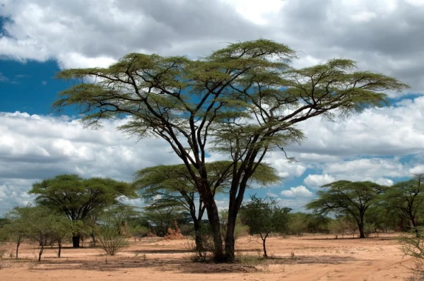 Acacia tree in Ethiopia