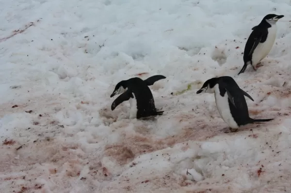 Penguins slide down the slope