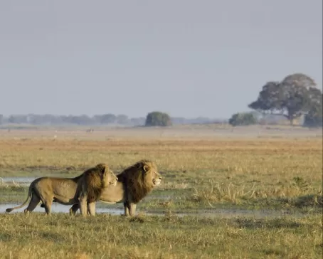 The two male lions on the Busanga Plains