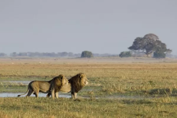 The two male lions on the Busanga Plains