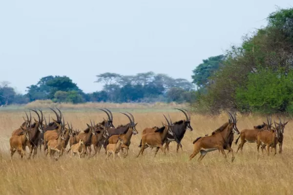 A herd of sable antelope