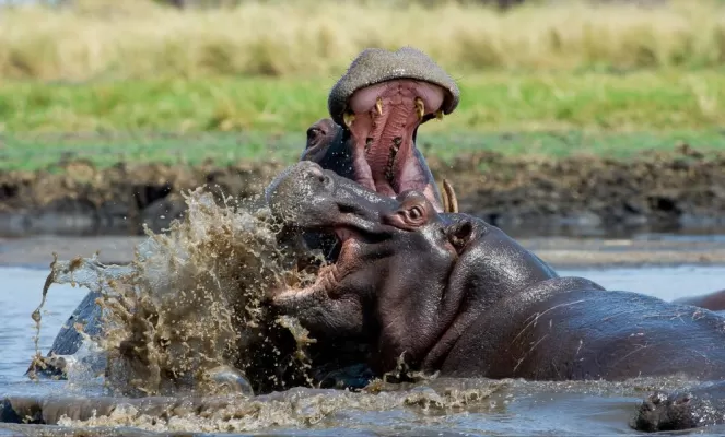 Two playful hippos