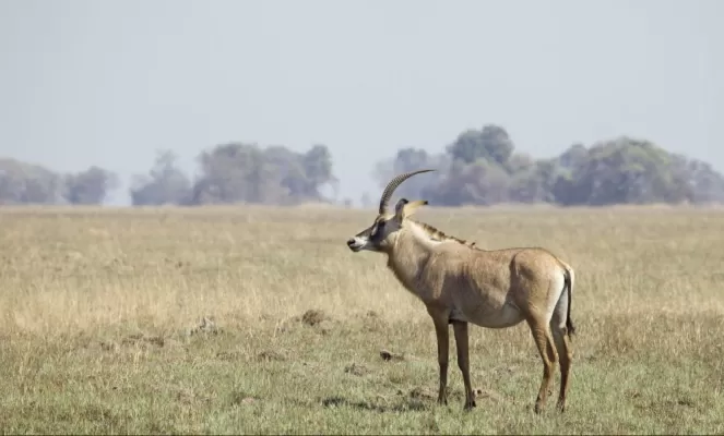 A roan antelope, a rare sighting