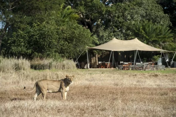 Lion on the Busanga Plains