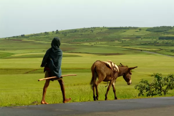 Ethiopian man walking his donkey