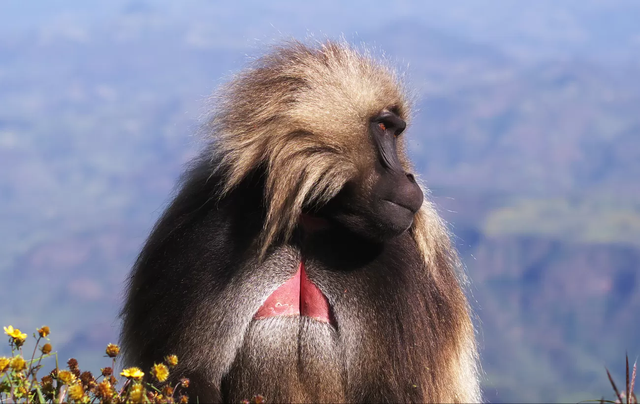 Gelada baboons spotted in the Simien Mountains