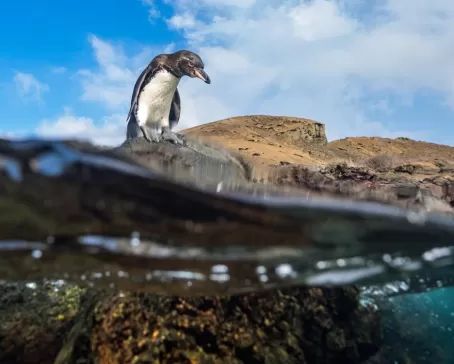Galapagos penguin by the water