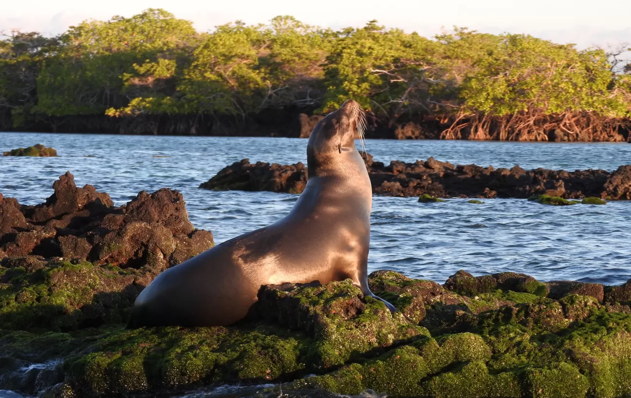 Elizabeth Bay, Isabela Island, Galapagos, Sea Lion