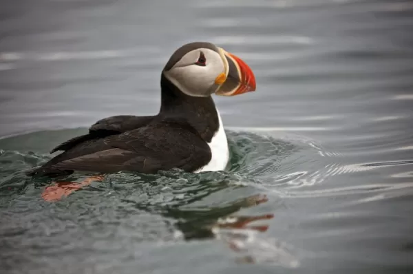 Isfjord puffin