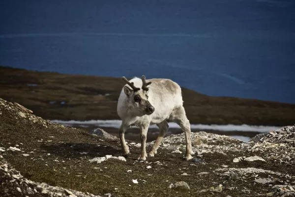 Isfjord wildlife