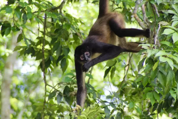 Spider Monkeys hide in the trees at Tikal