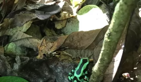My first glimpse of a colorful poison dart frog