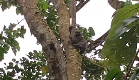 First sloth we spotted on our trip