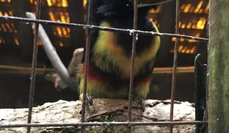 Pretty smaller toucan