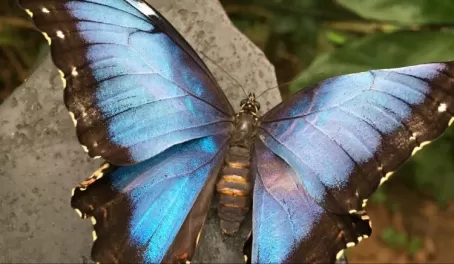 Morpho Butterfly - my favorite.