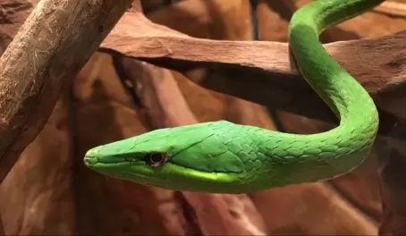 This lovely snake looks almost fake. But so beautiful.