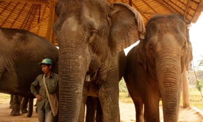 Elephant Conservation Center