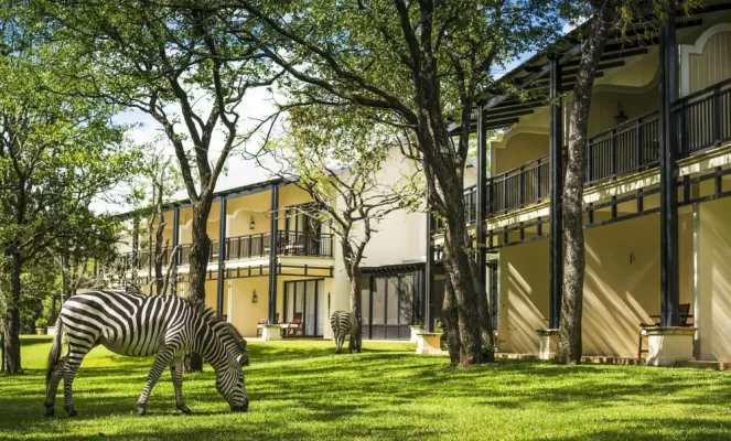 Zebras roaming around the hotel