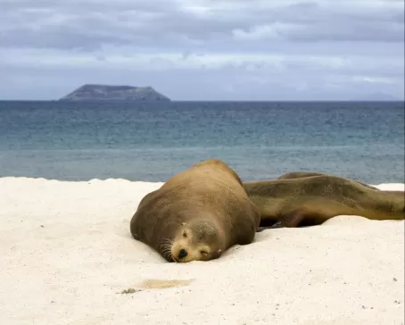 Sea lions being lazy on the beach