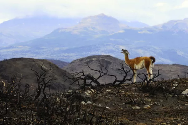 The Park's iconic guanaco in the aftermath of the 2011-2012 forest fire