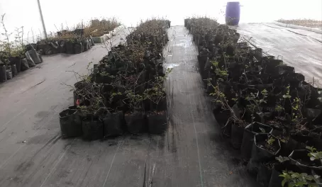 Lenga trees almost ready for reforestation inside the lenga tree nursery established by AMA Torres del Paine and the Torres del Paine Legacy Fund in 2016