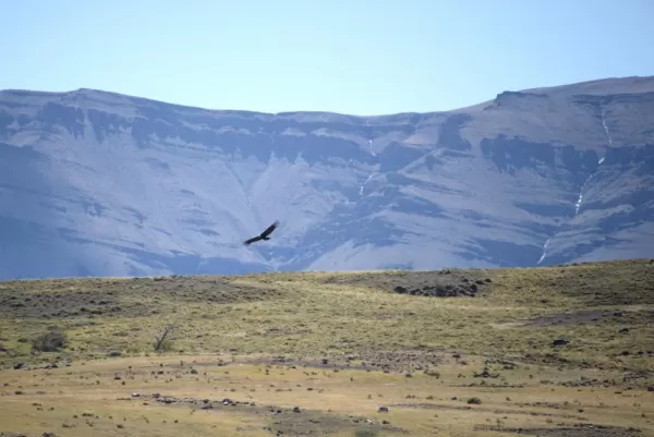 Our first Condor sighting!
