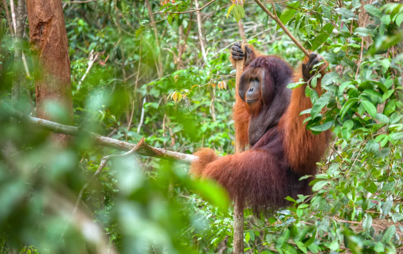 Cruising Adventures! Orangutan