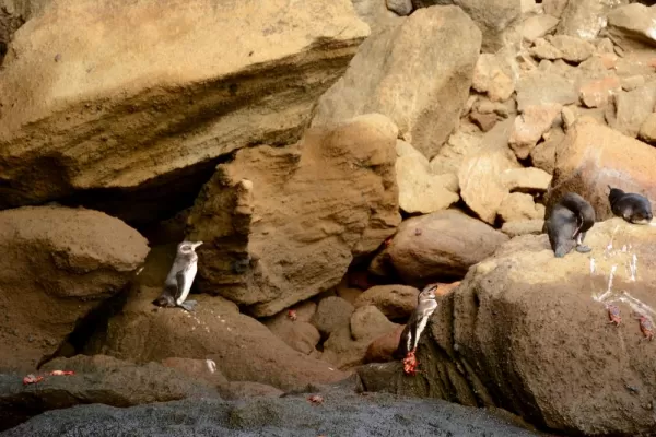 Galapagos penguins on Bartholomew Island!