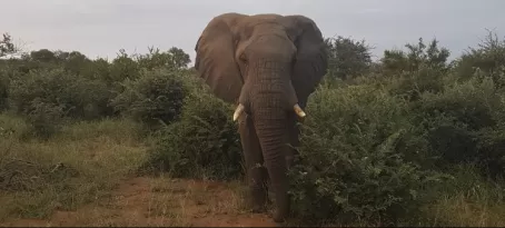 Elephant, Timbavati Reserve
