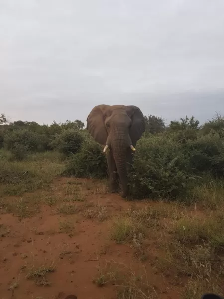 Elephant, Timbavati Reserve