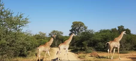 Giraffe Crossing, Timbavati Reserve