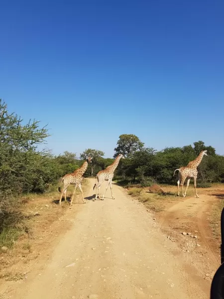 Giraffe Crossing, Timbavati Reserve