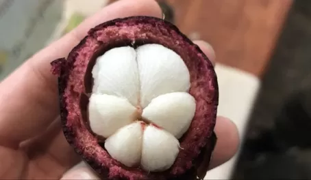 Trying mangosteen for the first time!  New favorite.