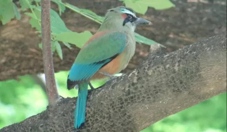 Nicaragua's national bird