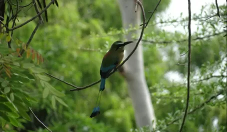 Nicaragua's National Bird