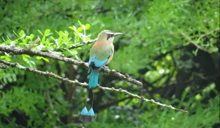 Nicaragua's National Bird