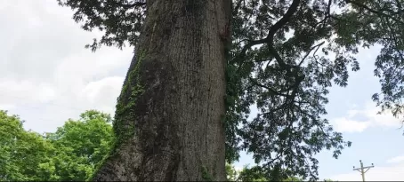 Giant Kapok Tree on Ometepe Island