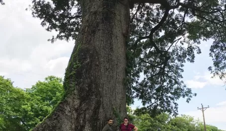 Giant Kapok Tree on Ometepe Island