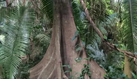 Massive trees in the rainforest