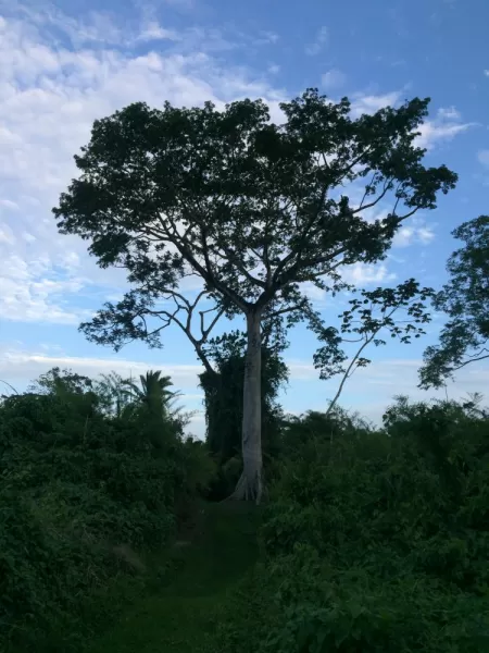 The national tree of Belize, the Ceiba Tree or 'Tree of Life'