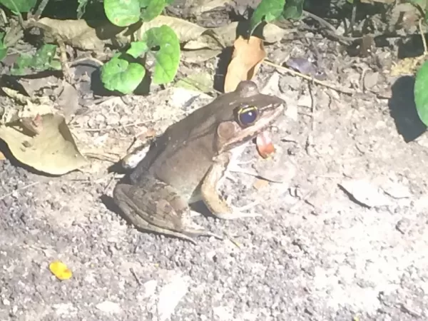One of the many frogs we spotted.