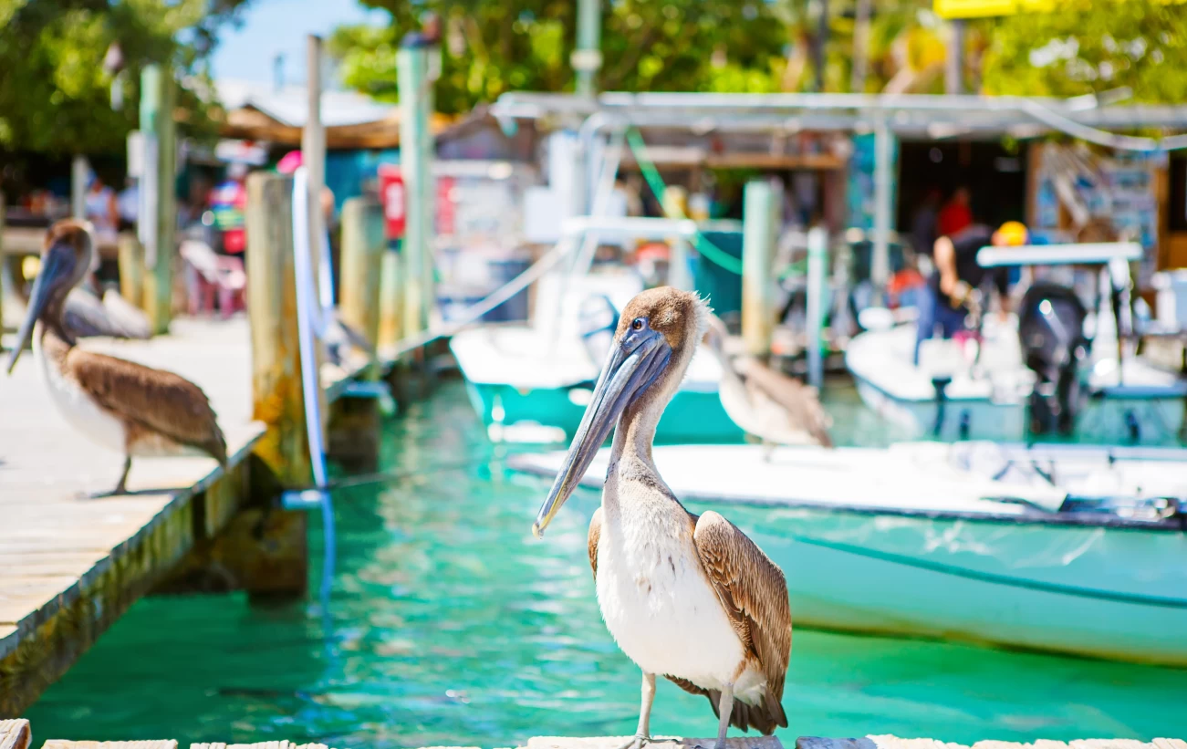 Big brown pelicans at the Florida Keys