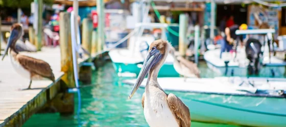 Big brown pelicans at the Florida Keys