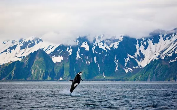Wow, look at that Orca jump!