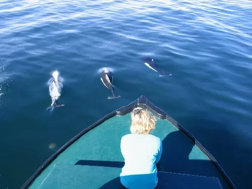 Dolphin watching from the boat