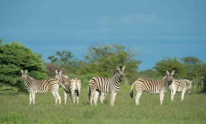 Zebras are just some of the wildlife that can be seen in Etosha